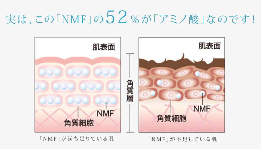 実は、この「NMF」の52%が「アミノ酸」なのです!