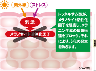 「トラネキサム酸」がシミに効く仕組み