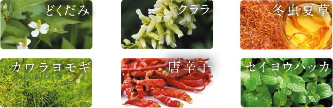 どくだみ、クララ、冬虫夏草、カワラヨモギ、唐辛子、セイヨウハッカ