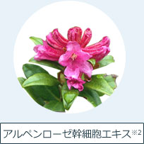 アルペンローゼ幹細胞エキス※2