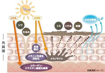 肌断面図(イメージ)