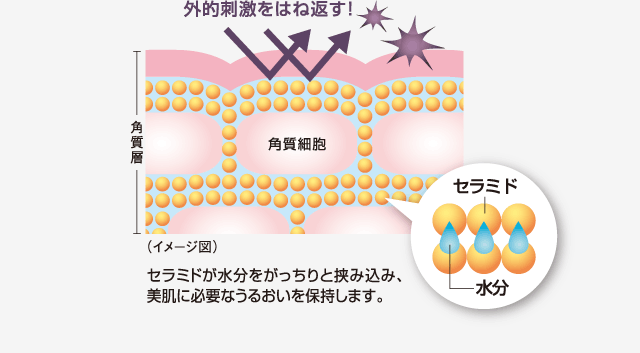 セラミドが水分をがっちりと挟み込み、美肌に必要なうるおいを保持します。