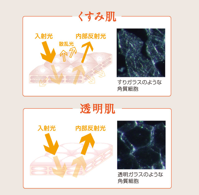 くすみ肌／透明肌