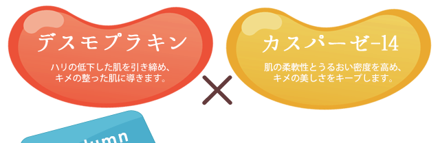 デスモプラキン×カスパーゼー14