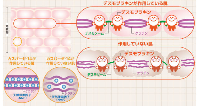 3保湿とエイジングケアでメラニンの排出を促す