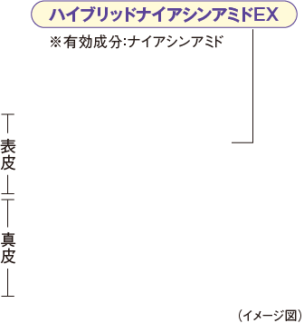 ※有効成分：ナイアシンアミド