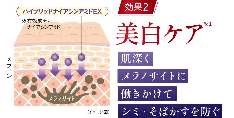 「効果2：美白ケア」肌深くメラノサイトに働きかけてシミ・そばかすを防ぐ