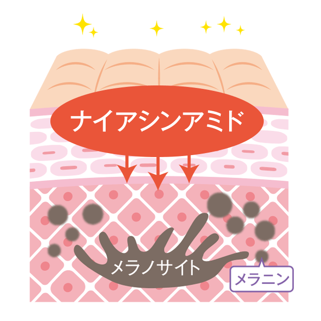 ナイアシンアミド　メラノサイト