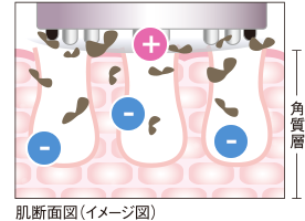 肌断面図（イメージ図）