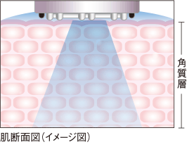 肌断面図（イメージ図）